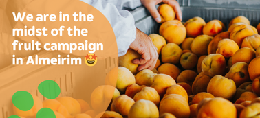 Fruit Campaign